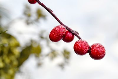 Red frosted berries at christmas