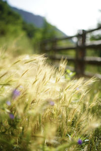 Close-up of flowering plants on field