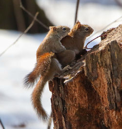 Close-up of squirrel sitting on tree trunk