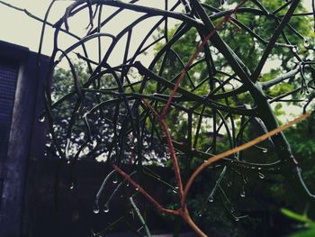 Close-up of wet plant during rainy season