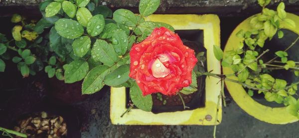 Close-up of red rose on plant