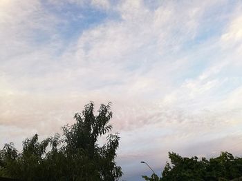 Low angle view of tree against sky