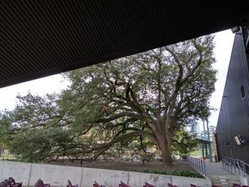 Low angle view of trees and building against sky