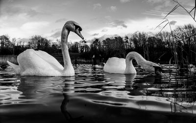 Black and white monochrome mute swan swans pair low-level water side view macro animal background