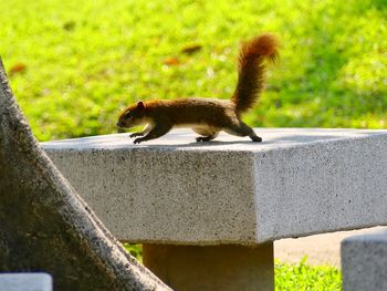 Side view of squirrel on retaining wall