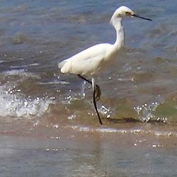 Side view of a bird in water