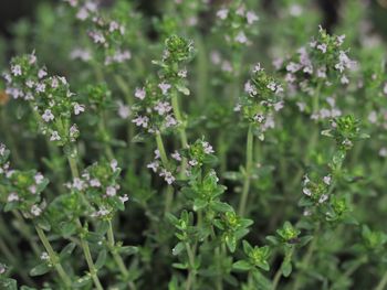 Close-up of flowering plant