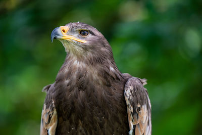 Russian steppe eagle close up