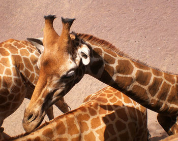 Close-up of giraffe