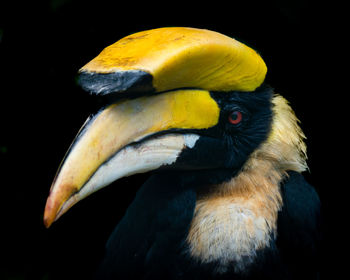 Close-up of a bird