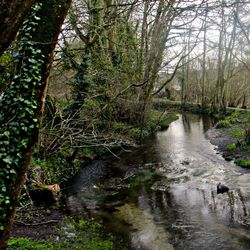 River passing through forest