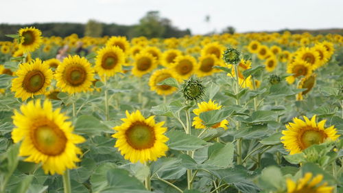 Close-up of sunflowers