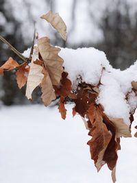 Close-up of frozen dry leaves during winter