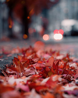 Close-up of maple leaves on street