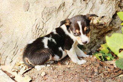 Puppy by tree