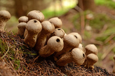 Close-up of mushrooms