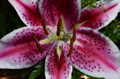 Close-up of pink lily blooming outdoors