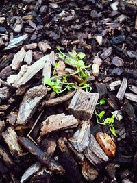 High angle view of fresh green leaves