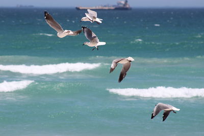 Seagull flying over sea