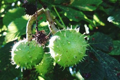 Close-up of green leaves