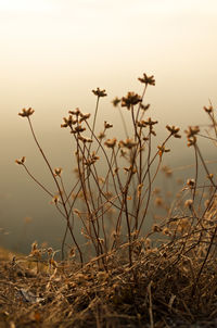 Close-up of wilted flowers on field against sky