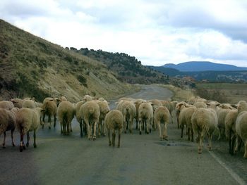 Sheep walking on street against sky