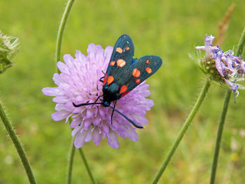 Close-up of butterfly pollinating on purple flower