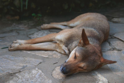 High angle view of a dog sleeping on footpath