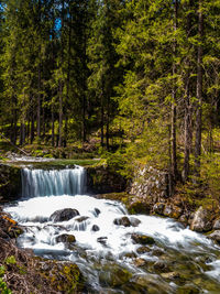 Scenic view of waterfall in forest