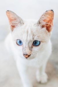 Close-up portrait of a cat