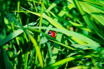 Close-up of ladybug on grass