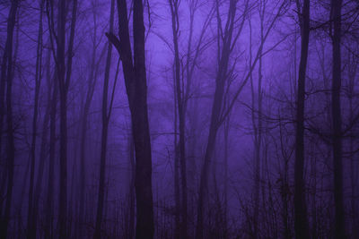 Bare trees in forest during foggy weather