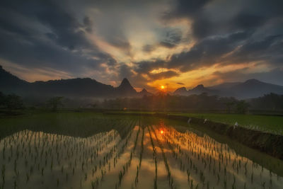 Scenic view of rice field against sky during sunset