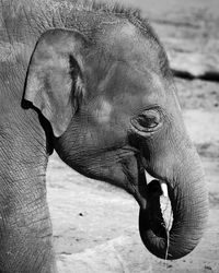 animal