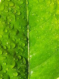 Macro shot of water drops on leaf