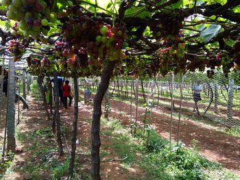 Trees growing in farm