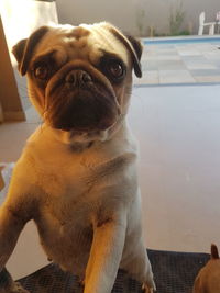 Close-up portrait of dog at home