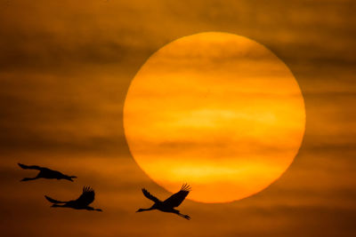 Low angle view of bird flying in sky at sunset