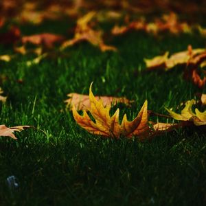 Close-up of yellow flowers on grass