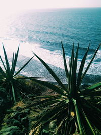 Close-up of plant against sea