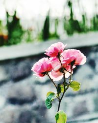 Close-up of pink flowers blooming outdoors