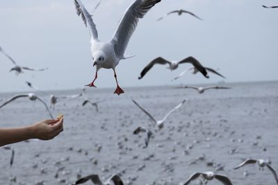 Low angle view of seagulls flying over sea