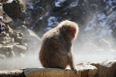 Close-up of monkey on rock in snow