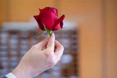 Close-up of hand holding red rose