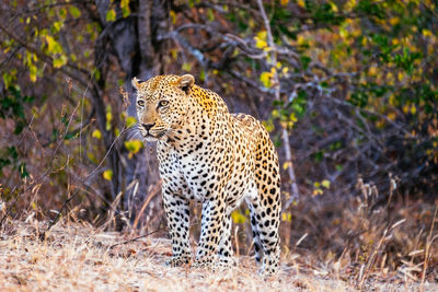 Leopard standing on grassy field at forest