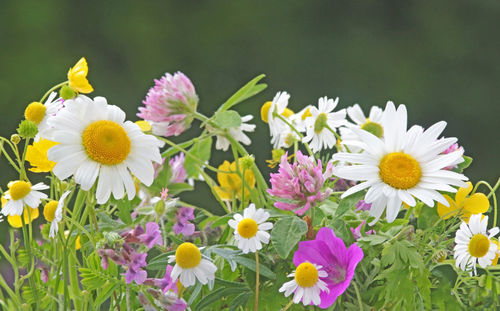 Close-up of fresh pink flowers