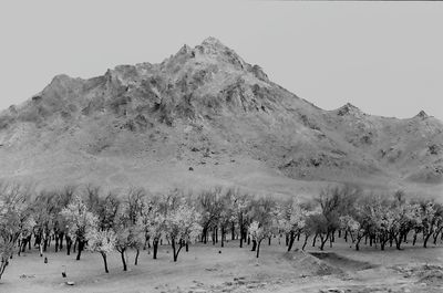 Trees on landscape with mountain range in background