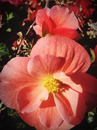 Close-up of hibiscus blooming outdoors