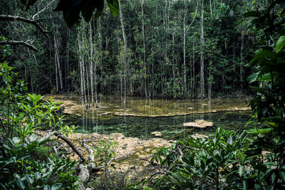 Scenic view of forest