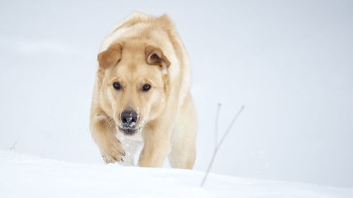 Portrait of dog in snow